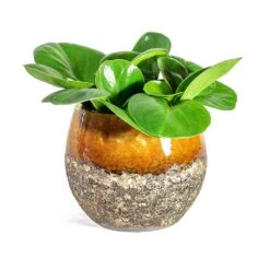 Peperomia Obtusifolia Green - Baby Rubber Plant -Plants Sale Store Peperomia obtusifolia Green Baby Rubber Plant Lindy Plant Pot Ochre 02f52615 74bd 4bbf 801c 3ce417669252