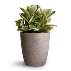 Peperomia Obtusifolia Obtipan Bicolor -Plants Sale Store Peperomia obtusifolia Obtipan Bicolor 12x20cm Gerben Plant Pot Grey Washed 15x16cm 82796cb9 8275 47a0 bc86 32e841e32374