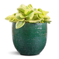 Jolin Plant Pot - Forest -Plants Sale Store Peperomia obtusifolia Obtipan Bicolor 12x20cm Jolin Plant Pot Forest 14x13cm