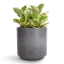 Peperomia Obtusifolia Obtipan Bicolor -Plants Sale Store Peperomia obtusifolia Obtipan Bicolor 12x20cm Remmi Glaze Plant Pot Grey 14x14cm 06be5a2f e04b 4b9f 9743 9c2e146f0009