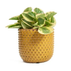 Peperomia Obtusifolia Obtipan Bicolor -Plants Sale Store Peperomia obtusifolia Obtipan Bicolor Bolino Plant Pot Yellow