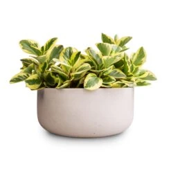 Peperomia Obtusifolia Obtipan Bicolor -Plants Sale Store Peperomia obtusiifolia Jelly Variegated Optiban Bicolor Radiator Plant 12x25cm 3 x plants Eav Refined Plant Bowl Natural White 27x11.5cm