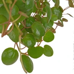 Peperomia Prostrata Pepperspot - String Of Coins -Plants Sale Store Peperomia prostrata Pepperspot String of Coins 11x25cm 2