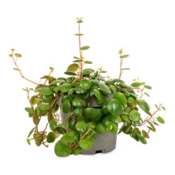 Peperomia Prostrata Pepperspot - String Of Coins -Plants Sale Store Peperomia prostrata Pepperspot String of Coins 11x25cm 4