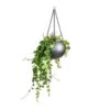 Aeschynanthus Pink Polka - Lipstick Plant -Plants Sale Store Peperomia prostrata Pepperspot String of Coins 15x20cm Gradient Hanging Plant Globe Matt Grey 24x19cm