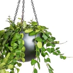Aeschynanthus Pink Polka - Lipstick Plant -Plants Sale Store Peperomia prostrata Pepperspot String of Coins 15x20cm Gradient Hanging Plant Globe Matt Grey 24x19cm 2