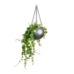 Gradient Hanging Plant Globe - Matt Grey 8 Gradient Hanging Plant Globe - Matt Grey -Plants Sale Store Peperomia prostrata Pepperspot String of Coins 15x20cm Gradient Hanging Plant Globe Matt Grey 24x19cm 8229e548 e96e 4af8 a4b4 9dfa73bde1f8