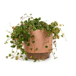 Peperomia Prostrata Pepperspot - String Of Coins -Plants Sale Store Peperomia prostrata Pepperspot String of Coins 15x20cm Suze Plant Pot Pink 17x16cm