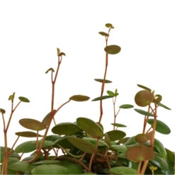 Peperomia Prostrata Pepperspot - String Of Coins -Plants Sale Store Peperomia prostrata Pepperspot String of Coins DETAIL