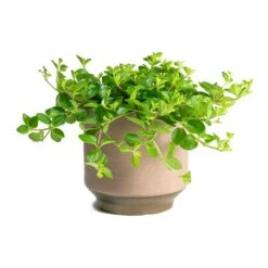 Peperomia Rotundifolia - Trailing Jade Plant -Plants Sale Store Peperomia rotundifolia Trailing Jade Houseplant Suze Pink Plant Pot