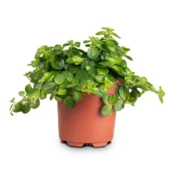 Peperomia Rotundifolia - Trailing Jade Plant -Plants Sale Store Peperomia rotundifolia Trailing Jade Plant 10.5x15cm