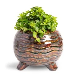Dewi Plant Pot - Marrakesh -Plants Sale Store Peperomia rotundifolia Trailing Jade Plant 12x20cm Dewi Plant Pot Marrakesh 18x14cm 65446e8f 53db 48ac b723 a26e9bc9dcde