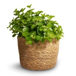 Peperomia Rotundifolia - Trailing Jade Plant -Plants Sale Store Peperomia rotundifolia Trailing Jade Plant 12x20cm Igmar Plant Basket Natural 13x10cm 02c1867e f43b 4cd9 aee9 f189629bf6b0