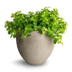 Peperomia Rotundifolia - Trailing Jade Plant -Plants Sale Store Peperomia rotundifolia Trailing Jade Plant 15x25cm Coral Refined Planter Clouded Grey 2 ffb4aec4 be46 4dc2 9a45 7abb2fc83fcf