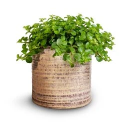 Peperomia Rotundifolia - Trailing Jade Plant -Plants Sale Store Peperomia rotundifolia Trailing Jade Plant 15x25cm Hera Plant Pot Ivory 2 154c5d3d e091 4044 a087 d20ac412315a