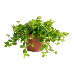 Peperomia Rotundifolia - Trailing Jade Plant -Plants Sale Store Peperomia rotundifolia Trailing Jade Plant