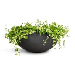Peperomia Rotundifolia - Trailing Jade Plant -Plants Sale Store Peperomia rotundifolia Trailing Jade Plant 28x50cm Morgana Refined Plant Bowl Volcano Black 43.5x19cm