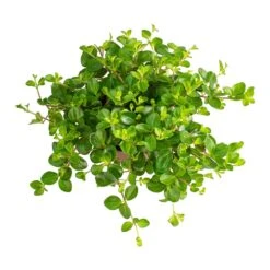 Peperomia Rotundifolia - Trailing Jade Plant -Plants Sale Store Peperomia rotundifolia Trailing Jade Plant Leaves