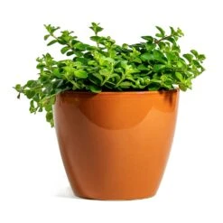 Peperomia Rotundifolia - Trailing Jade Plant -Plants Sale Store Peperomia rotundifolia Trailing Jade Plant sven mandarin plant pot