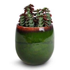 Charlotte Plant Pot - Green -Plants Sale Store Peperomia verticillata Red Log 11x15cm Charlotte Plant Pot Green 15x13cm