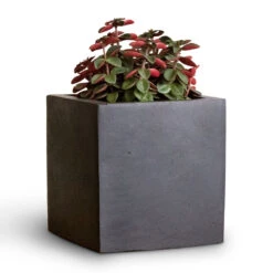 Fleur Natural Planter - Black 19 Fleur Natural Planter - Black -Plants Sale Store Peperomia verticillata Red Log 11x15cm Fleur Natural Planter Black 15x15x15cm 2