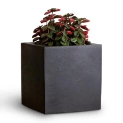 Peperomia Verticillata Red Log -Plants Sale Store Peperomia verticillata Red Log 11x15cm Fleur Natural Planter Black 15x15x15cm
