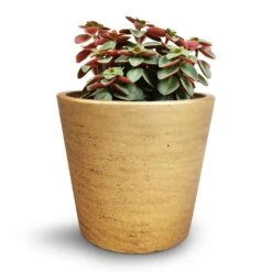 Peperomia Verticillata Red Log -Plants Sale Store Peperomia verticillata Red Log 11x15cm Mini Bucket Plant Pot Metallic Gold 14x12cm cc507e3f 88cf 4306 90fd 31e40b4b54fd