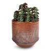 Peperomia Verticillata Red Log -Plants Sale Store Peperomia verticillata Red Log 11x15cm Noud Plant Pot Copper 14x13cm 67c85a6a 255b 4e47 a788 f341aa2135e3