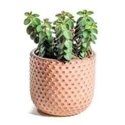 Peperomia Verticillata Red Log -Plants Sale Store Peperomia verticillata Red Log Bolino Plant Pot Pale Rose