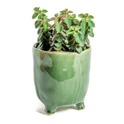 Peperomia Verticillata Red Log -Plants Sale Store Peperomia verticillata Red Log Kaat Plant Pot Green