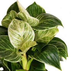 Philodendron Birkin - White Wave -Plants Sale Store Philodendron Birkin White Wave 11x20cm 2