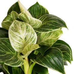 Philodendron Birkin - White Wave -Plants Sale Store Philodendron Birkin White Wave 11x20cm 2 Cropped