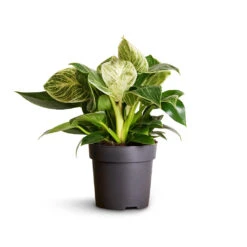 Philodendron Birkin - White Wave -Plants Sale Store Philodendron Birkin White Wave 11x20cm