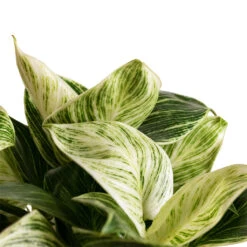 Philodendron Birkin - White Wave -Plants Sale Store Philodendron Birkin White Wave 11x20cm 3