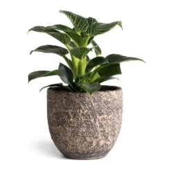 Philodendron Birkin - White Wave -Plants Sale Store Philodendron Birkin White Wave 11x20cm Cas Plant Pot Sahara 15x13cm