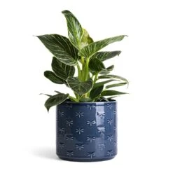 Philodendron Birkin - White Wave -Plants Sale Store Philodendron Birkin White Wave 12x25cm Arley Plant Pot Blue Dragonfly 14.5x15.5cm