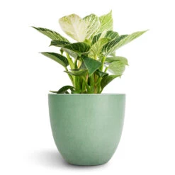 Philodendron Birkin - White Wave -Plants Sale Store Philodendron Birkin White Wave 12x25cm Bola Artstone Plant Pot Thyme 17x15cm 2