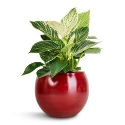 Philodendron Birkin - White Wave -Plants Sale Store Philodendron Birkin White Wave 12x25cm Cresta Plant Pot Deep Red 17x13cm 209458b7 64ad 46b5 9bc0 1bb93b519f01