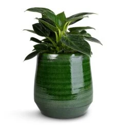 Remi Plant Pot - Green -Plants Sale Store Philodendron Birkin White Wave 12x25cm Remi Plant Pot Green 18x19cm