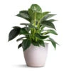 Philodendron Birkin - White Wave -Plants Sale Store Philodendron Birkin White Wave 12x25cm Sven Plant Pot White 15x12cm