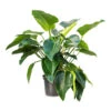 Philodendron Green Beauty 2 Philodendron Green Beauty -Plants Sale Store Philodendron Green Beauty 30x110cm