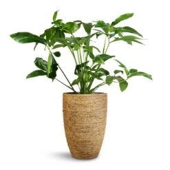 Philodendron Green Wonder 12 Philodendron Green Wonder -Plants Sale Store Philodendron Green Wonder 24x80cm Ben Plant Pot Straw Grass 30x41cm