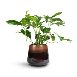 Philodendron Green Wonder 13 Philodendron Green Wonder -Plants Sale Store Philodendron Green Wonder 24x80cm Joah Plant Pot Truffle 33x28cm
