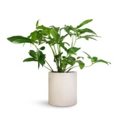 Max Refined Planter - Natural White -Plants Sale Store Philodendron Green Wonder 24x80cm Max Refined Planter Natural White 29x29.5cm 6ef17a10 0fc4 45b9 855a 1056dc1f85c8