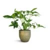 Philodendron Green Wonder -Plants Sale Store Philodendron Green Wonder 24x80cm Rinca Plant Pot Shiny Green 29x26cm
