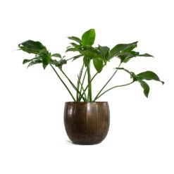 Philodendron Green Wonder 16 Philodendron Green Wonder -Plants Sale Store Philodendron Green Wonder Gusto Metal Plant Pots Set of 3 Old Brown