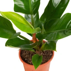 Philodendron Imperial Green 22 Philodendron Imperial Green -Plants Sale Store Philodendron Imperial Green 17x50cm 2