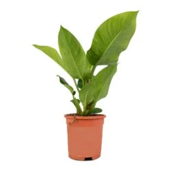 Philodendron Imperial Green 18 Philodendron Imperial Green -Plants Sale Store Philodendron Imperial Green 17x50cm