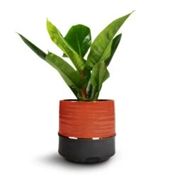 Philodendron Imperial Green 20 Philodendron Imperial Green -Plants Sale Store Philodendron Imperial Green 17x50cm Marlijn Plant Pot Coral 21x21cm 1