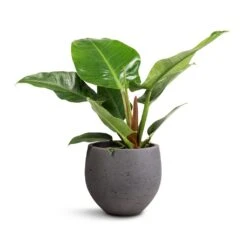 Mini Orb Kevan Plant Pot - Black Washed 29 Mini Orb Kevan Plant Pot - Black Washed -Plants Sale Store Philodendron Imperial Green 19x50cm Mini Orb Kevan Plant Pot Black Washed 25x21cm db4607f1 0a87 4184 a705 db2ea000f8ab